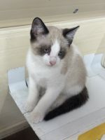 Siamese Snowshoe Kittens