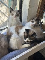 Siamese Snowshoe Kittens