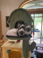 Siamese kittens looking for new home