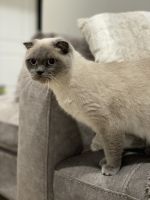 Siamese Cats for sale in Sedalia, MO 65301, USA. price: $500