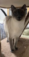 Male Blue Point Siamese