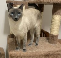 Male Blue Point Siamese