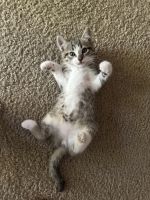 Siamese Cats for sale in Fresno, CA, USA. price: $50