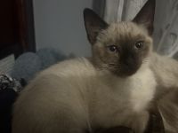 Siamese Cats for sale in Newark, NJ, USA. price: $300