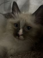 Siamese Cats for sale in Jersey City, NJ, USA. price: $500