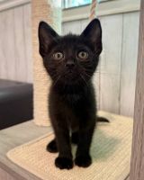 Siamese Cats for sale in Pacific Pines QLD 4211, Australia. price: $150