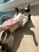 „Zwei liebevolle Siamkater-Brüder (kastriert) suchen gemeinsam ein Zuh