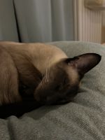 „Zwei liebevolle Siamkater-Brüder (kastriert) suchen gemeinsam ein Zuh