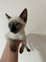 Siamese Cats for sale in Langenthal, Switzerland. price: 1,250 CHF