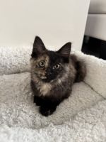 Sweet Precious Baby Kitten (kitty cat)