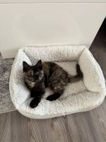 Sweet Precious Baby Kitten (kitty cat)