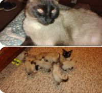 Siamese Cats for sale in Stillwater, OK, USA. price: $550