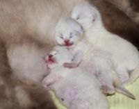 Siamese Cats for sale in New York, NY 10025, USA. price: $900