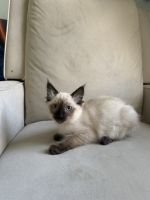 Siamese Cats for sale in Queens, NY, USA. price: $1,000