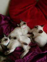 Siamese Cats for sale in Nashville Rd, Vaughan, ON L0J, Canada. price: NA