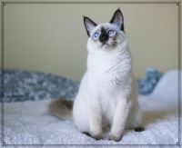 Blue Point Siamese Male Kittens For Sale