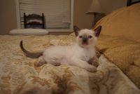 Adorable Old Style Siamese Kittens