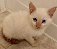 Flame point siamese kittens