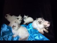 Siamese Blue Point Kittens