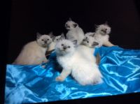 Siamese Blue Point Kittens