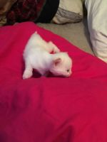 Siamese kittens ready for Christmas (flame points)