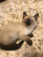Siamese kitten for sale