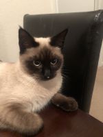 Siamese 1 and half year old