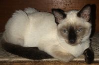 Female seal point sianese kittens