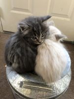 Beautiful Fluffy Kittens