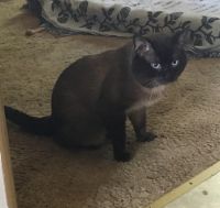 Gorgeous Siamese Kittens