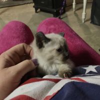 Siamese kittens for sale