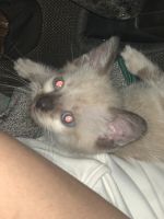 Baby kitten for sale