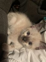 Baby kitten for sale