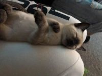 Siamese kitten