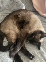 2 year old Siamese _short hair !!!