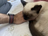 Female Siamese purebred