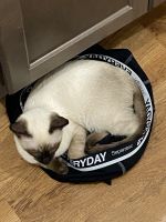 Purebred Siamese Kitten