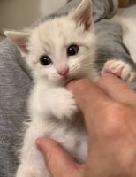 Purebred Siamese Lynx Point kittens with Beautiful Blue Eyes