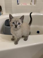 Beautiful Purebred Siamese Lynx Point kittens