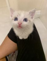 Beautiful Purebred Siamese Lynx Point kittens