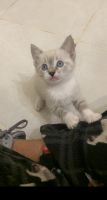 Beautiful Purebred Siamese Lynx Point kittens