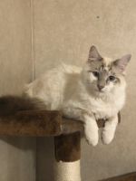 Male Lynx Point Siamese