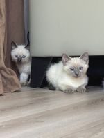 Siamese kittens