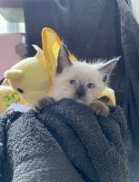 We are Siamese if you please