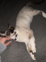 Siamese needs new home