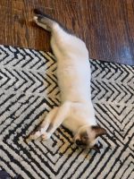 Siamese needs new home