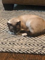 Siamese needs new home