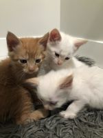 Siamese/Tabby Cats for sale in Wasilla, AK 99654, USA. price: $100