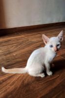 Siamese/Tabby Cats Photos