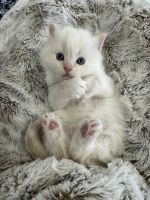 Siamese/Tabby Cats for sale in Hamilton, MI 49419, USA. price: $750